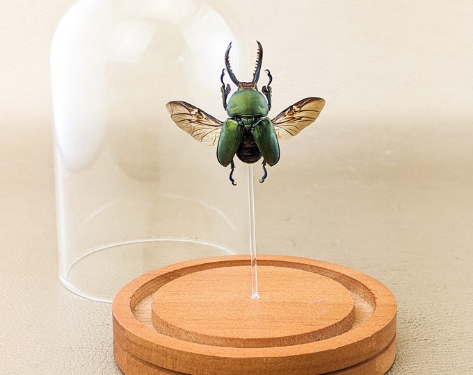 R21c Mt Arfak Stag beetle spread dome display Entomology Taxidermy oddities curiosities preserved specimen collectible educational bugs odd