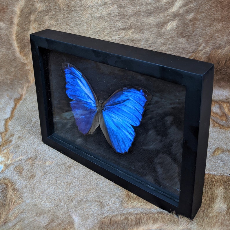 Y68c Blue Morpho butterfly Shadowbox Taxidermy Entomology collectible specimen oddities curiosities cabinet preserved specimen image 5