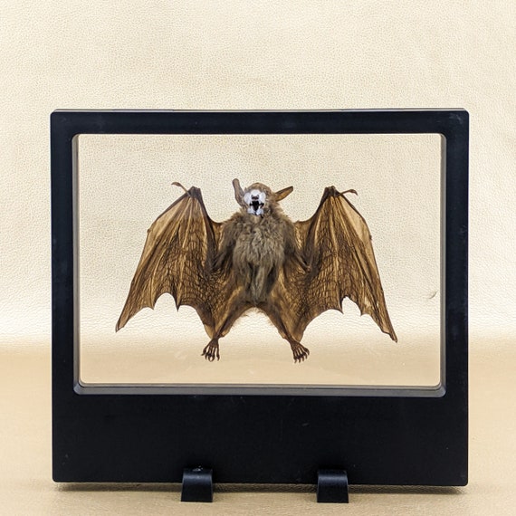 Collectible Bats