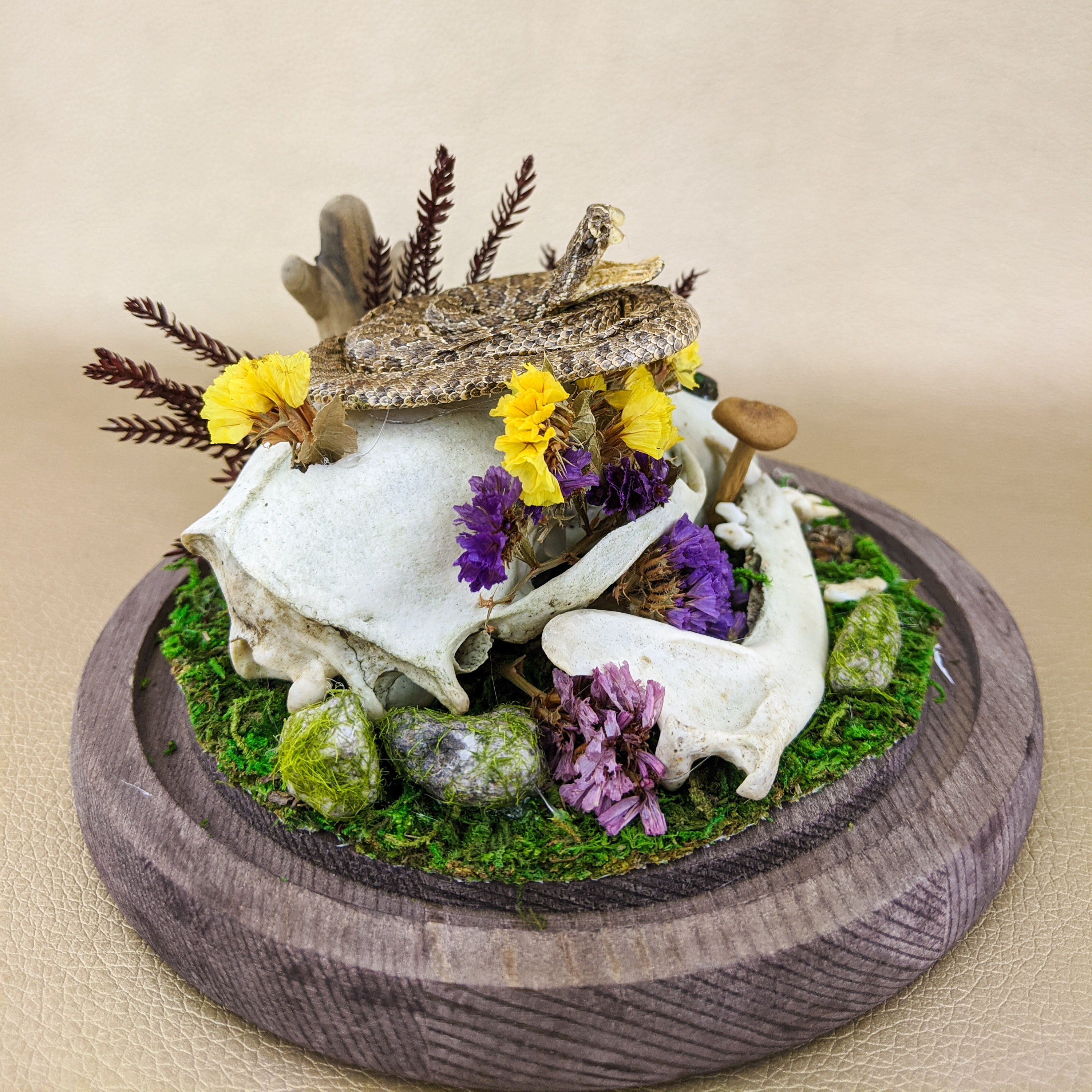 Rattlesnake Snake Glass Dome Display Taxidermy Oddities Curiosities ...