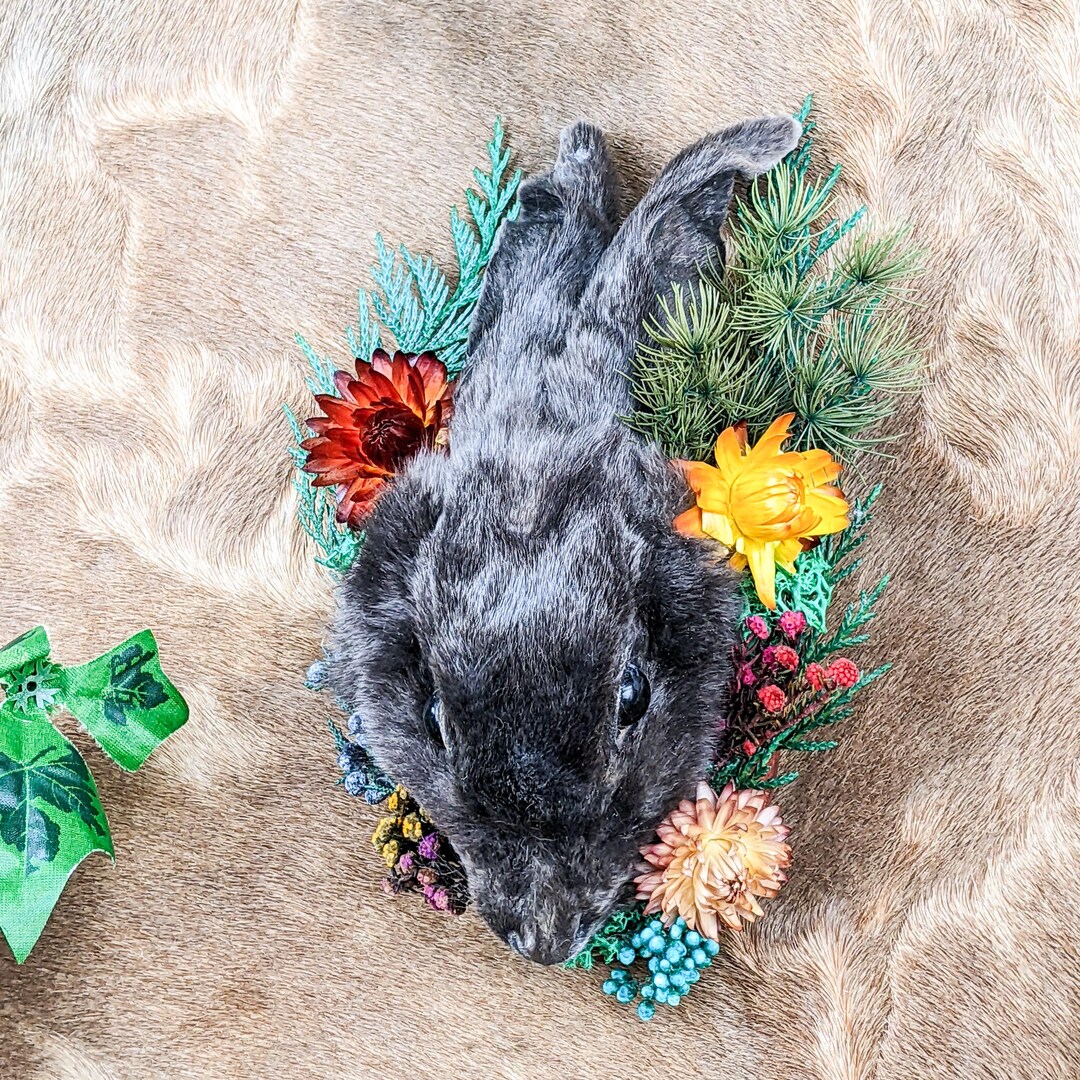 Rabbit Head Display Taxidermy Oddities Curiosities Bunny Mount ...