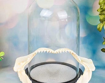 Shark Jaws 7