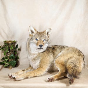 May include: A taxidermied coyote with tan and brown fur and striking blue eyes. The coyote is lying down, with its front paws extended. The background is a neutral beige color. A decorative plant stand is visible on the left.