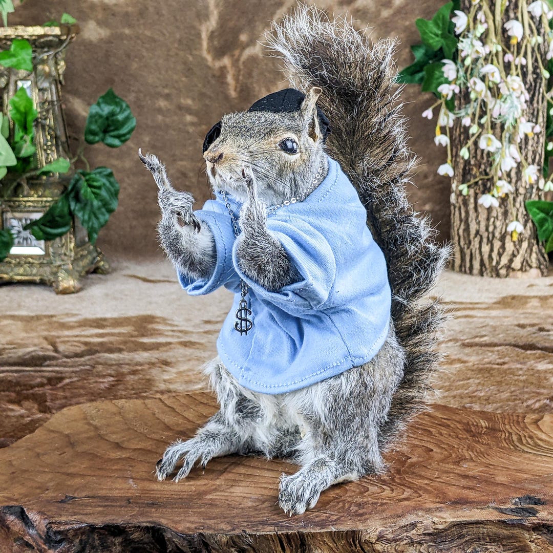 Snippy Rude Animals Squirrel Thug Flipping off / Giving Finger Oddity Curiosity ...