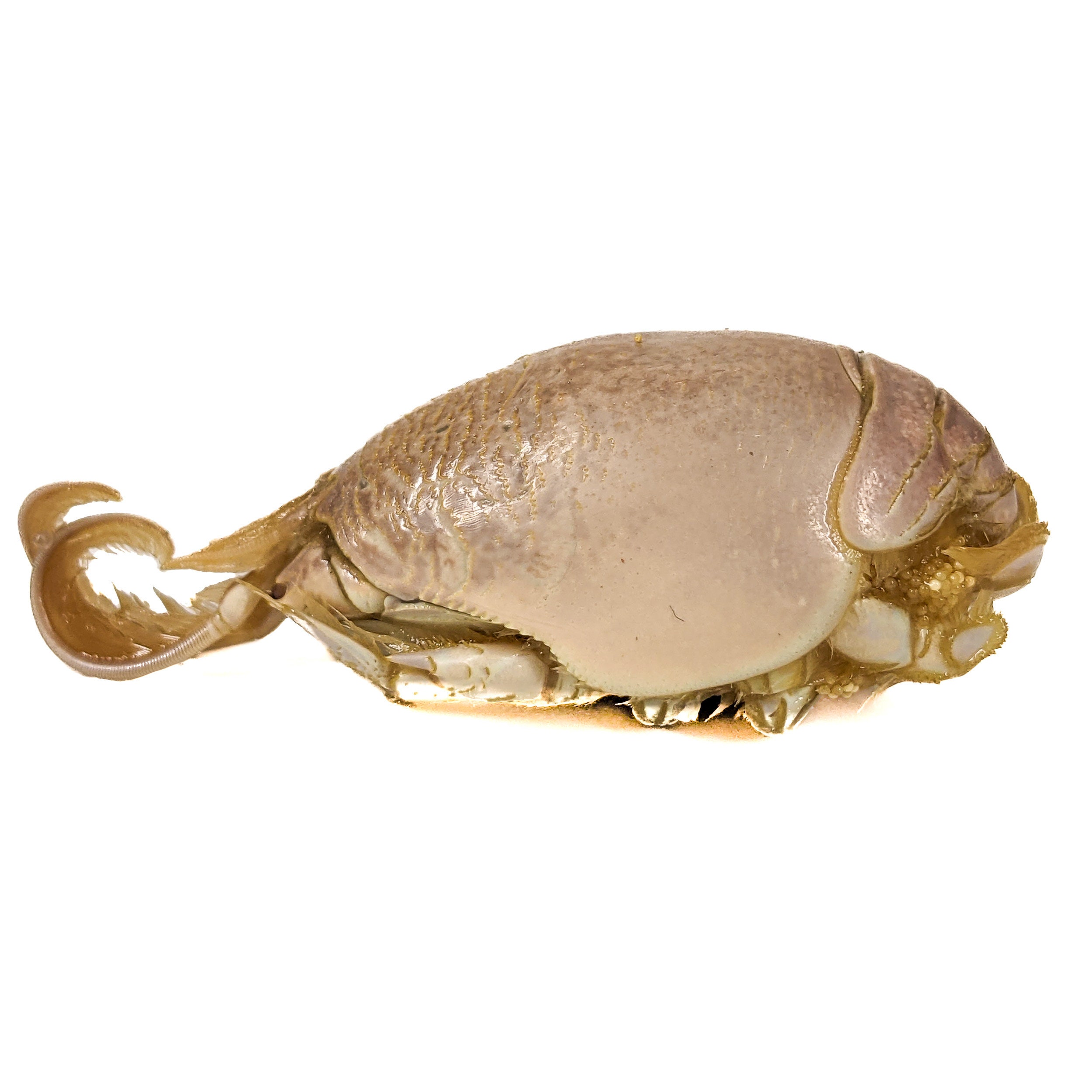 MC2 Mole Crab Wet Specimen Emerita Analoga Oddities Curiosities