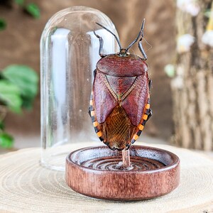 May include: A preserved insect specimen, featuring a brown and orange shield bug, mounted on a wooden stand. A clear glass cloche sits nearby. The insect's wings display intricate patterns and colors.