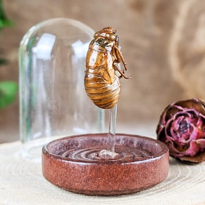 May include: A preserved cicada shell, displayed on a clear stand within a small, round, brown ceramic dish. A glass dome and a dried flower are in the background. The cicada shell is a light brown color.