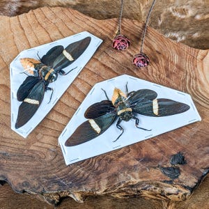 2 Tosena melanoptera Cicada Male & Female Spread Specimen Locust crafts Curiosities Insect locust Curiosity Educational entomology