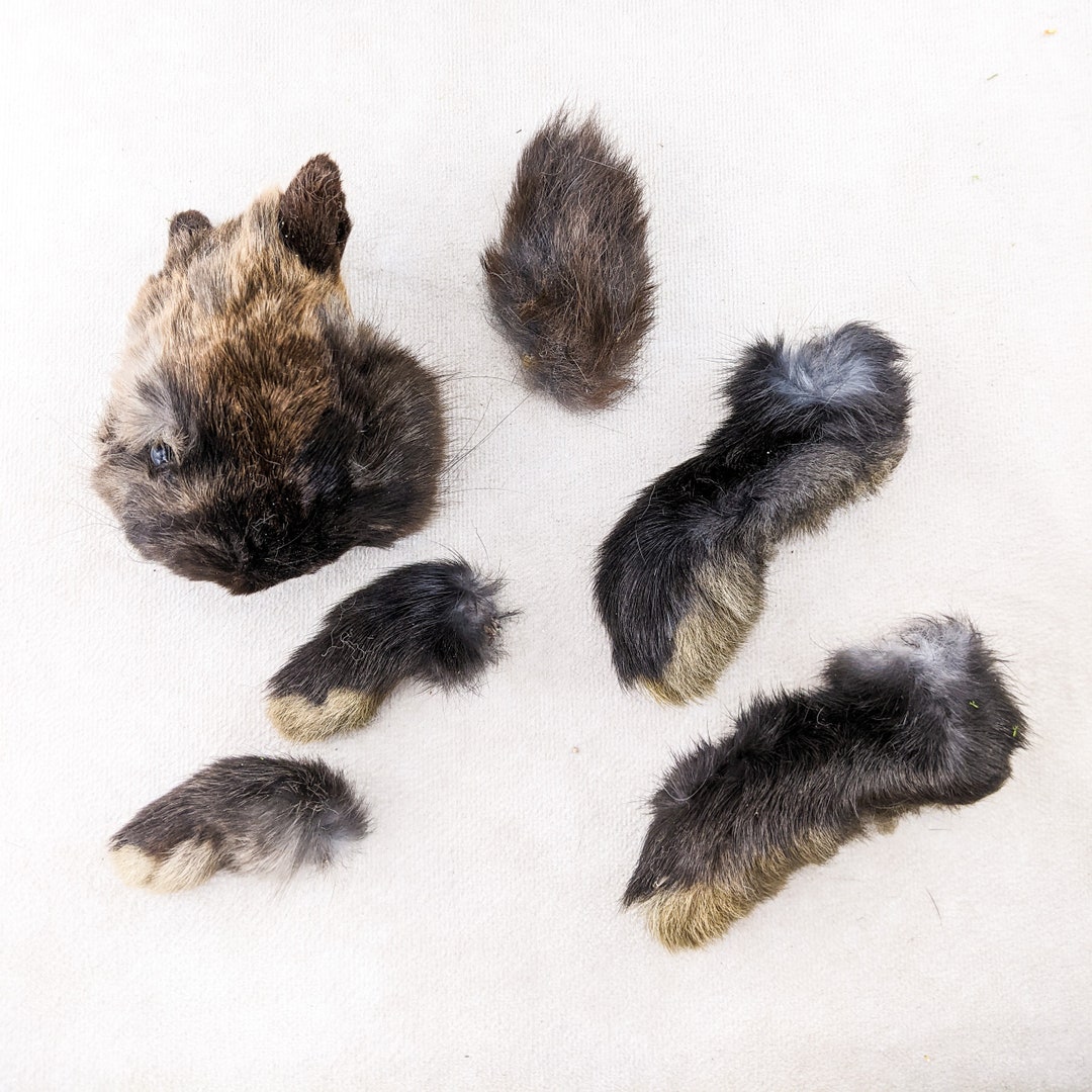 Bunny Rabbit Head fuzzy Feet Tail Taxidermy Oddity Curiosity Craft ...
