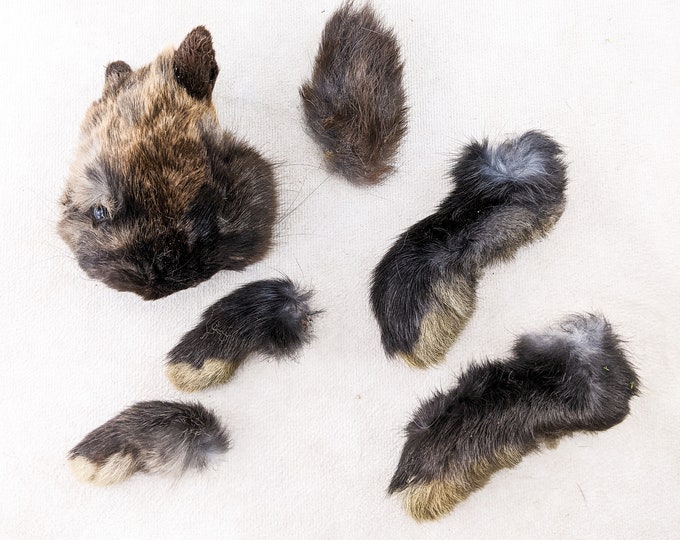 Bunny Rabbit Head (Fuzzy) feet tail Taxidermy oddity curiosity craft crafting fur bunny parts craft prop Collectible fur preserved specimen