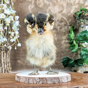 Three Headed Duck Duckling standing wood Oddities Curiosities collectible decor preserved specimen Macabre Anomaly Mount fantasy gift