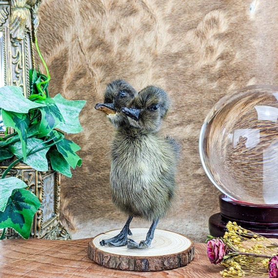 Two Headed Duck Duckling Standing Gaff Oddities Curiosities