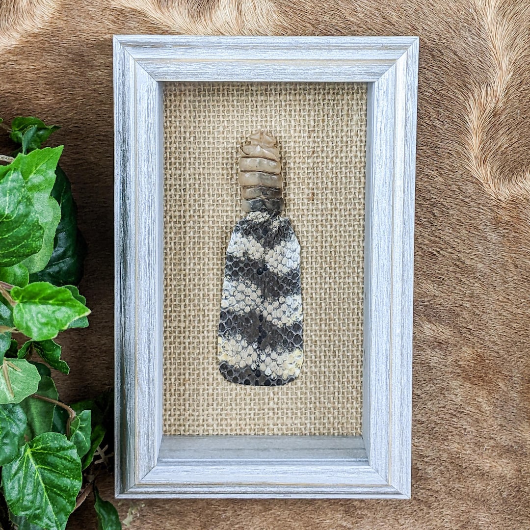 Rattlesnake 6 Button Rattle Snake Tail Floating Frame Curiosities ...