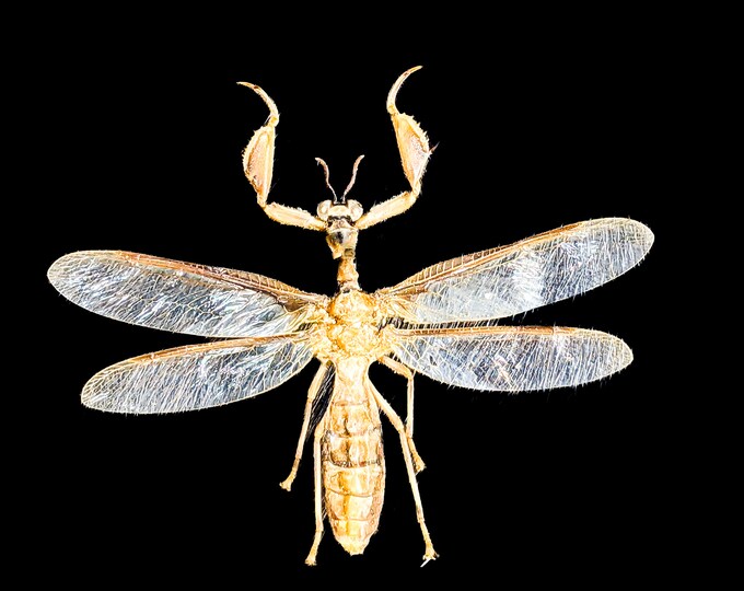 Wasp Mantis Climaciella brunnea specimen insect crafting craft taxidermy specimen entomology bug collector educational display curio