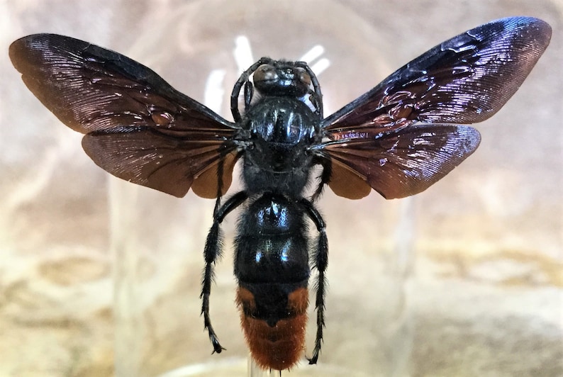y45 Entomology Iridescent Scoliid Wasp Megascolia azurea Male Glass Dome Display collectible specimen insect