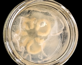 May include: A glass jar with a white, cloudy liquid and several beige, round objects submerged in the liquid.