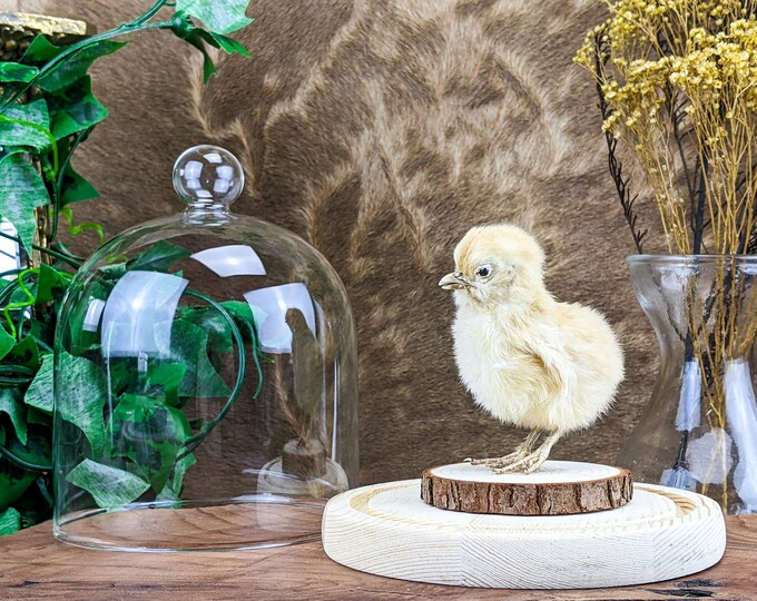 Q39 Yellow Chick Taxidermy Baby chicken Glass Dome Display Glass Dome Display collectible specimen curiosity oddity curiosity farm decor