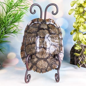 Red Eared Slider Turtle Shell Stand Display Taxidermy curiosity oddities Educational Collectible reptile biology Home Decor gift preserved