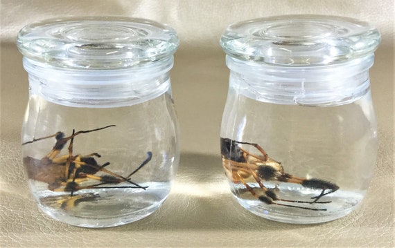 wet specimen insect bug collectible decor educational taxidermy CMisc.13 Entomology Wet Specimen Glass jar Daddy long-legs Spider