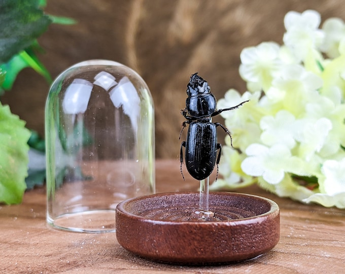 w154  Entomology Taxidermy Big Headed Ground  Beetle Glass Dome Display Specimen collectible curiosities cabinet oddity oddities decor