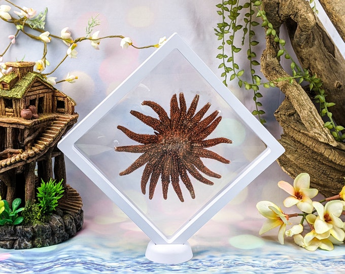 Y50u Multileg Red Starfish Beautiful Taxidermy 5+" Sunflower floating Nautical Display Collectible Specimen Decor Educational Preserved