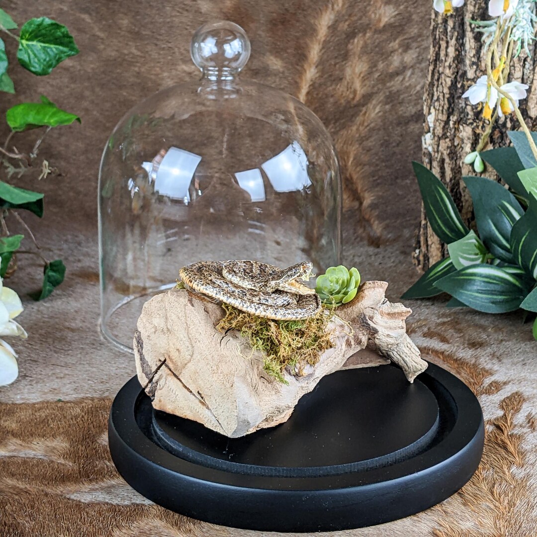 Small Rattlesnake Taxidermy Oddities Curiosities Display Glass Dome ...