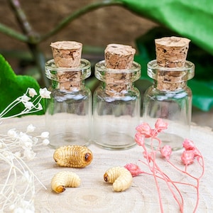 May include: Three small glass bottles with cork stoppers. The bottles are clear and have a round shape. The bottles are sitting on a light brown surface. There are three small, light brown, worm-like objects in the image.