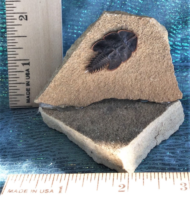 J33 Entomology Taxidermy Duliticola living fossil Beetle specimen Rock display
