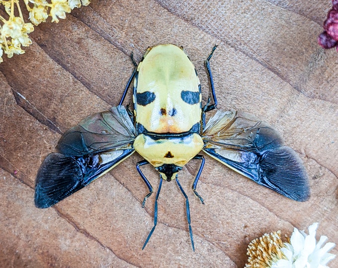 n20j Eucorysses grandis Man Faced Beetle specimen Entomology death head craft curiosity oddity preserved curiosities oddities educational