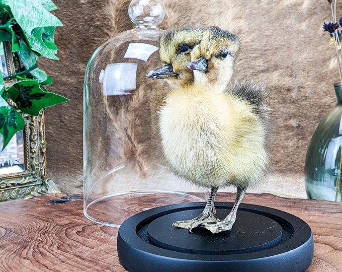 u50b 2 Two Headed Duck Duckling Display dome Taxidermy Oddities Curiosities Gaff decor preserved specimen Macabre Anomaly Mount