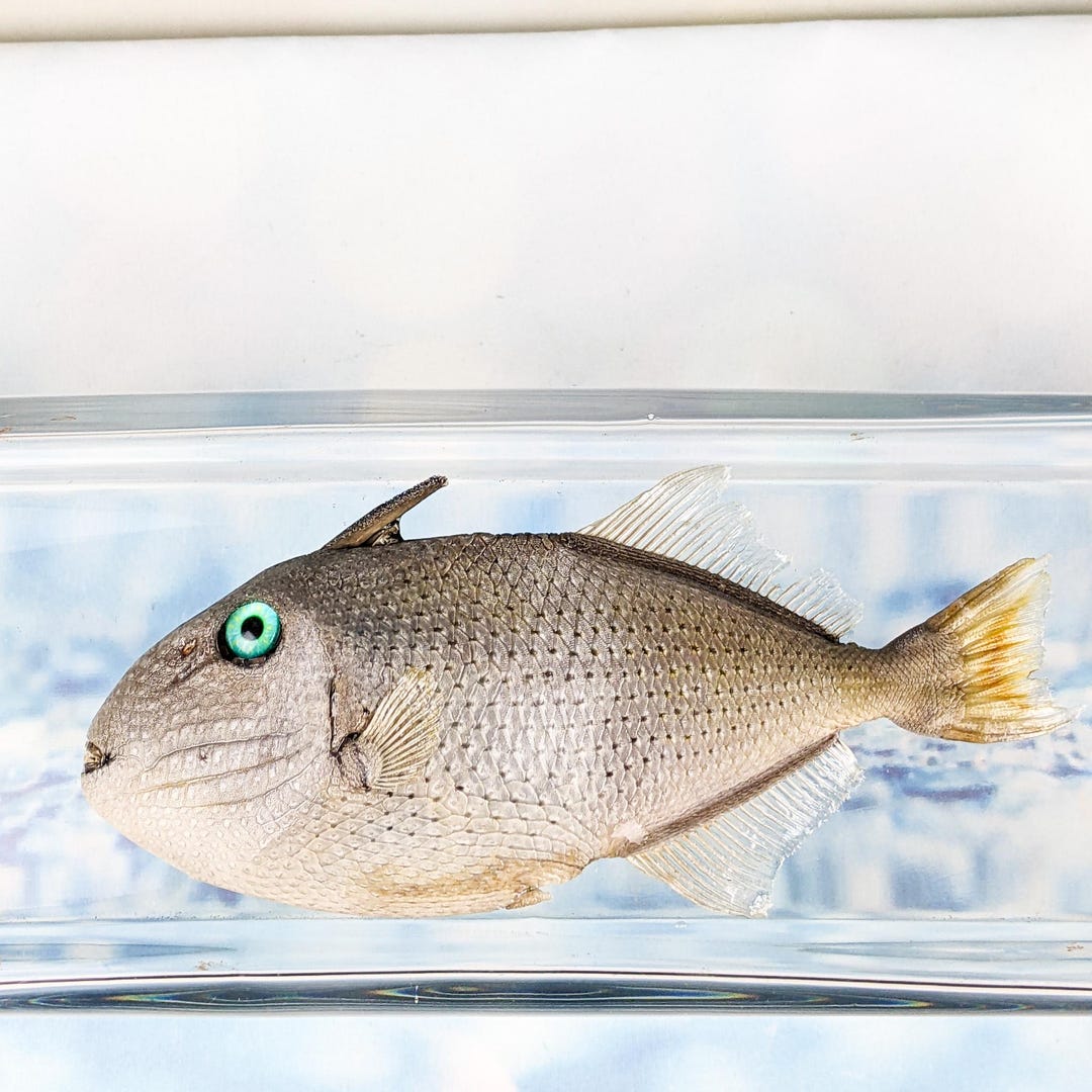 Red Tail Triggerfish Taxidermy Oddities Collectible Specimen Craft Fish ...