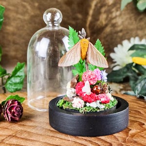 Pink Striped Oakworm Moth Glass Dome Display taxidermy entomology Victorian home decor real preserved insect specimen nature inspired gift