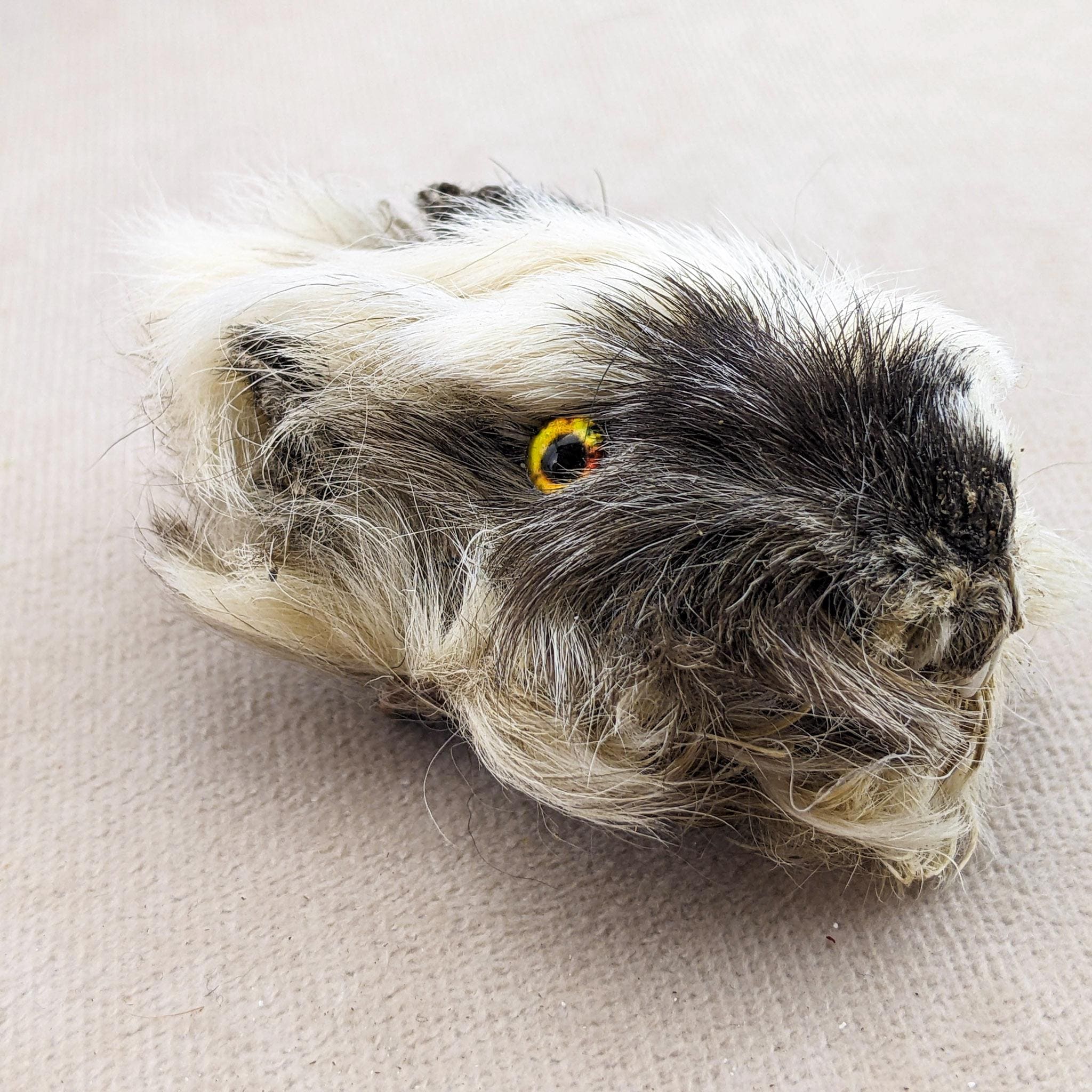 Guinea Pig Head Specimen Cavy Craft Taxidermy Oddities Curiosities