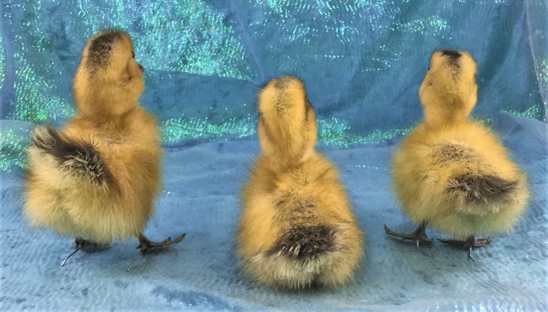 Movable legs Sale Taxidermy Long Island Baby Duck Duckling Bird collectible specimen curiosity cabinet farm kitchen decor ONE A