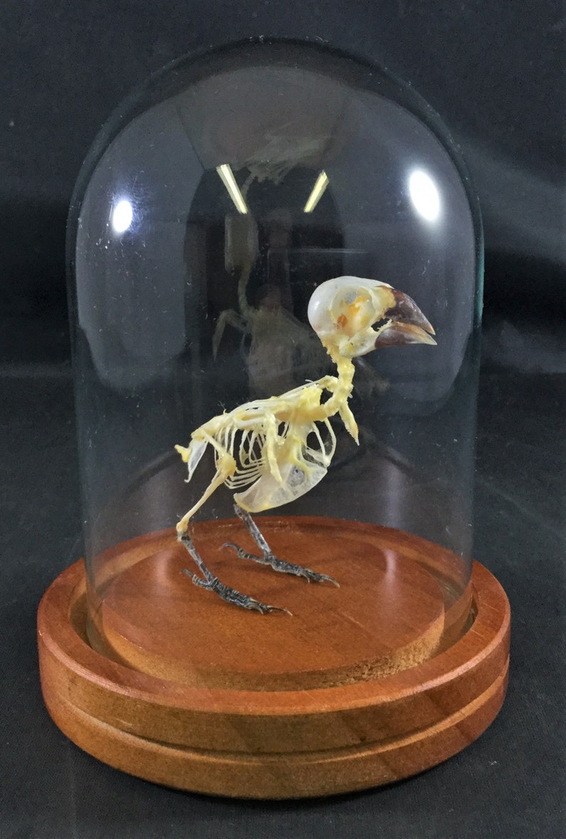Taxidermy Munia Bird Skull Glass Dome Display Collectible Specimen