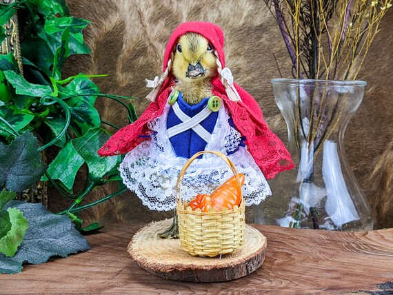 W144h Little Red Riding Hood Baby Duck TAXIDERMY Curiosities