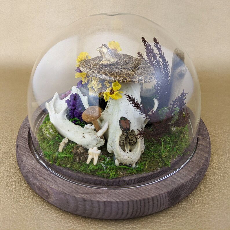 Rattlesnake Snake Glass Dome Display Taxidermy Oddities Curiosities ...
