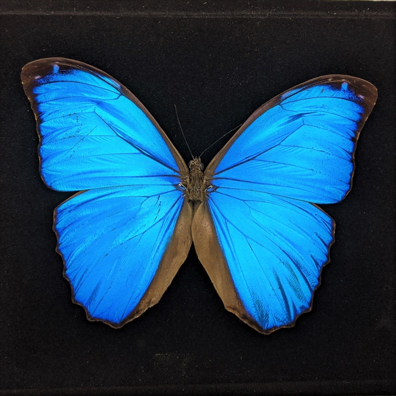 Y68c Blue Morpho butterfly Shadowbox Taxidermy Entomology collectible specimen oddities curiosities cabinet preserved specimen image 2