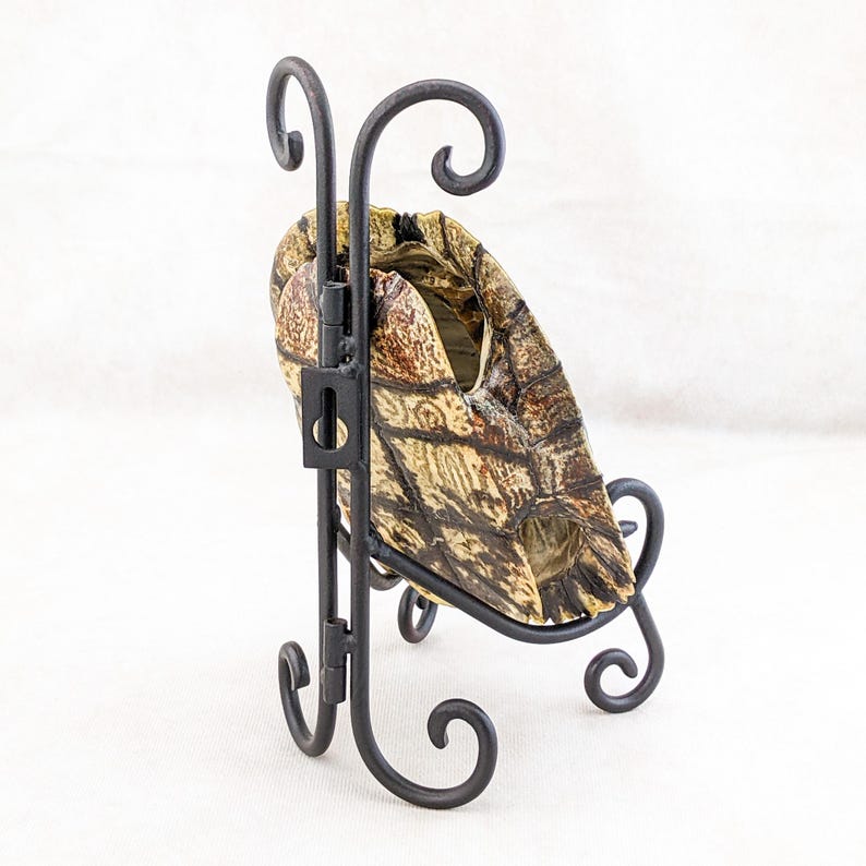 Turtle Shell Display Stand Red Eared Slider Turtle Shell Stand Display Taxidermy Curiosity ...
