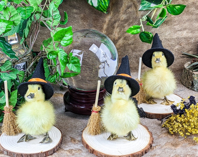 Witch Taxidermy Long Island baby duck duckling oddities and curiosities Anthropomorphic Home Decor Specimen Oddity Curiosity