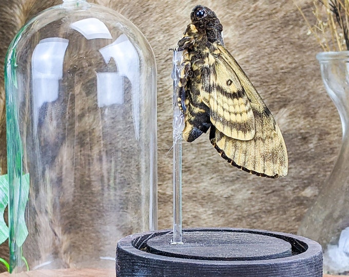 Q36a Death's Head Hawk Moth Taxidermy Entomology Glass Dome Display Collectible Silence of the Lambs Oddity Curiosities Specimen Educational