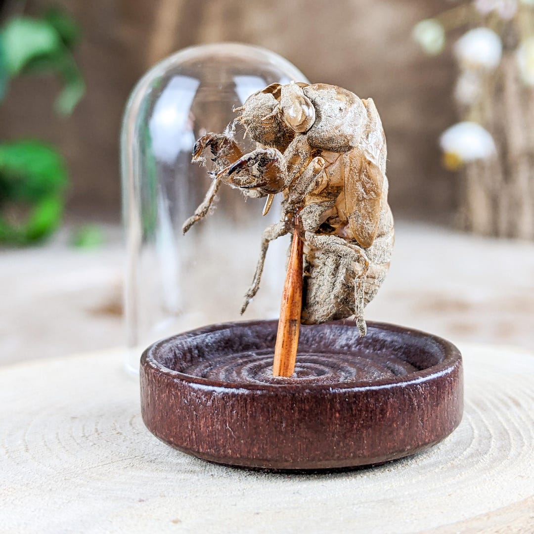 Locust Cicada Empty Shell Glass Dome Display Curiosity Entomology ...