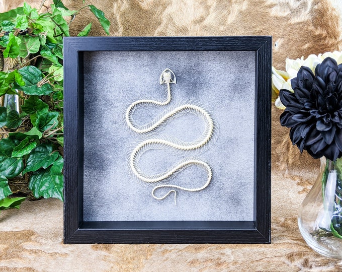 p19m (PV)  Pit Viper Snake skeleton Framed Taxidermy Oddities curiositiescollectible Display venomous Curiosity Decor Educational Specimen