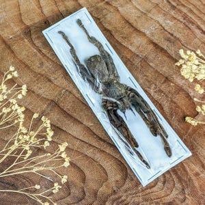 Selenocosmia javanesis Tarantula specimen craft gift oddities curiosities educational entomology preserved nature bug collector insect