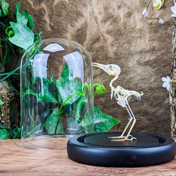 h16c (OR) bird skeleton Ashy tailorbird bird TAXIDERMY Oddities Curiosities dome Display Decor collectible specimen Ashy Tailorbird display