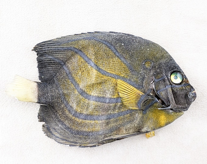 blue ring angelfish fish specimen Taxidermy oddity collectible education curio cabinet nautical decor oceanology marine biology craft ocean