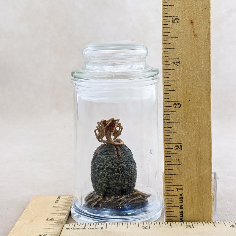 Alien Jar Xenomorph Specimen Facehugger Embryo & Egg Glass Jar Prop ...