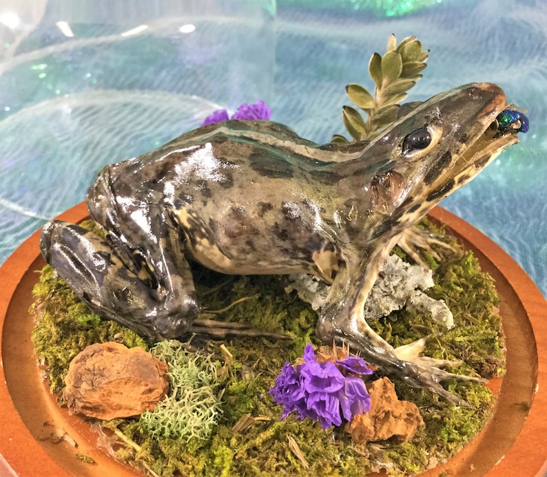 Q10 Taxidermy Frog Fejervarya Limnocharis Glass dome Display Collectible toad specimen Antique Victorian Style