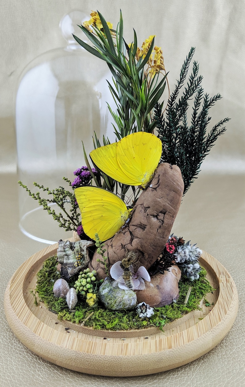 W135 Entomology Taxidermy kissing Butterflies bees snails ladybugs Glass Dome display oddity curiosity insects specimen collectible decor