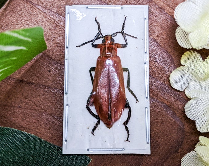 Horia Debyi Blister Beetle specimen Display specimen Entomology taxidermy Oddity curiosity cabinet Collectible Educational Oddities